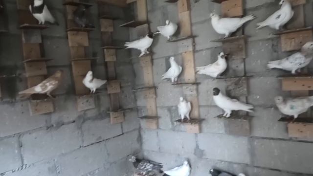 Голуби Авакова Владимира в Кисловодске! смотреть онлайн