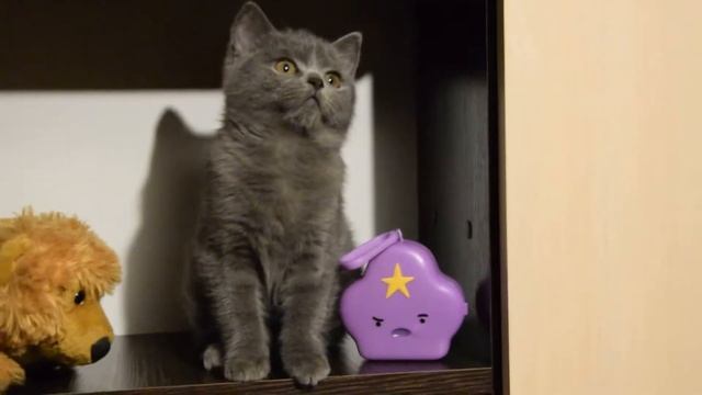 Шотландская прямоухая порода - Скоттиш страйт, 3 мес. смотреть онлайн