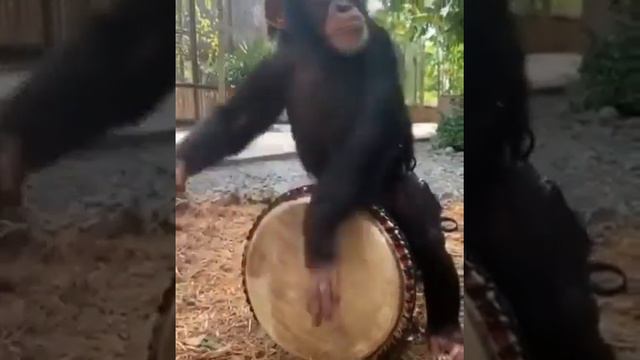 Monkey drum смотреть онлайн
