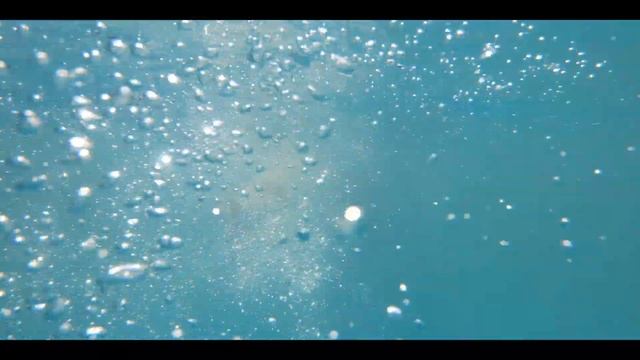 第一次到專門給狗狗玩的游泳池 смотреть онлайн
