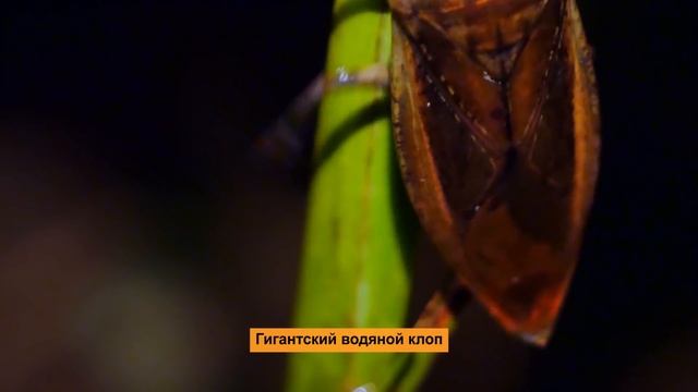 Стратегия выживания - Часть 2. Секретная война: Период ухаживания - Документальный фильм смотреть онлайн