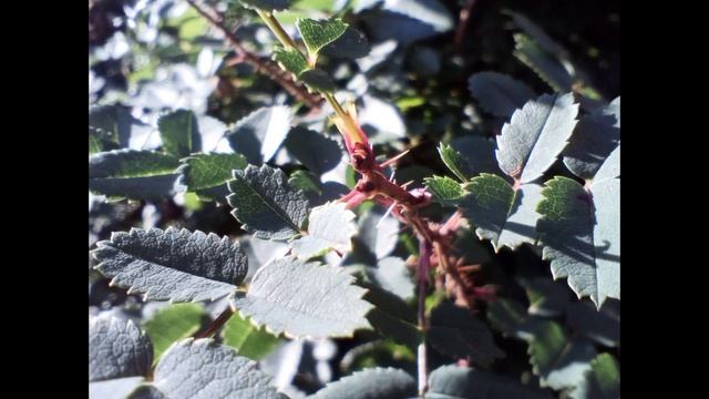 Примеры с камер Cyber 9 Pro (Hotwav) смотреть онлайн