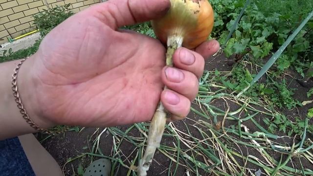 Сроки и правила уборки лука смотреть онлайн