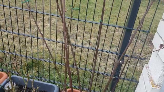 2020.35.Будни мамы# Домашний Влог# Готовка# Семена #Розы#seeds# смотреть онлайн