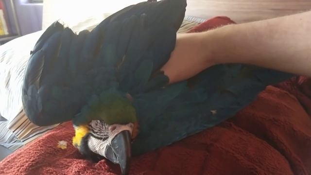 Macaw Snuggling смотреть онлайн