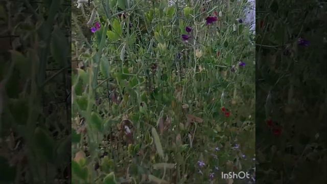 Чай подрос. Небольшой обзор сада. смотреть онлайн