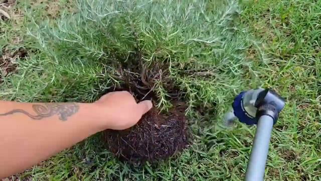 Making A Rosemary Bonsai, Pruning For General Silhouette #bonsai #herbal