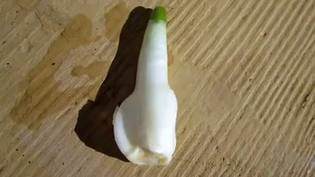 Нарциссы на Новый Год смотреть онлайн