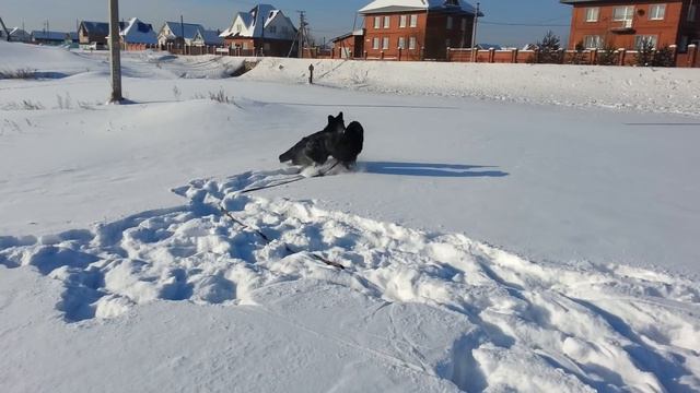 Зена играет с Большой Черной Тучей смотреть онлайн
