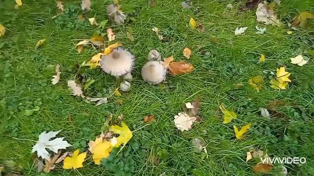 Очень много грибов. Конец октября Рядовки серые и коричневые , шампиньоны, навозники Тихая охота смотреть онлайн