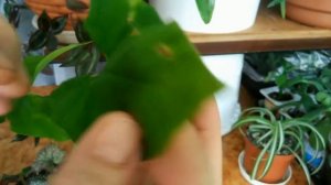 Зеленое мыло  против вредителей комнатных растений. //Green soap for plants.//