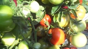 СУПЕРСОРТ ТОМАТА САНЬКА. Ольга Чернова.