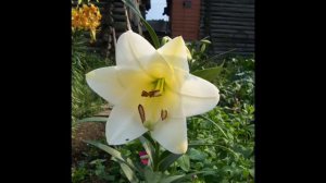 Цветы - радость жизни