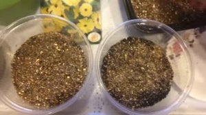 Тунбергия 14.04.18 Посев тунбергии экспресс