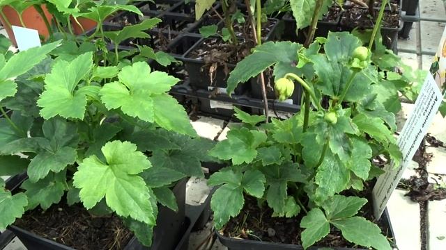 Anemone hupehensis ´Pretty Lady Maria´ čes. sasanka japonská смотреть онлайн