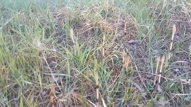 Днепр. Беларусь. Хвощ для завтрака. смотреть онлайн