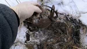 Установка капкана на лису "под сено".