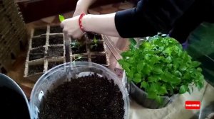 Пересадка перцов в торфеные горшочки, пускаю ручики, гусиха делает Гнездо.