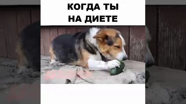 Когда ты на диете) смотреть онлайн