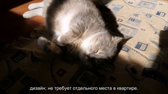 Как выбрать домик для кошки? смотреть онлайн