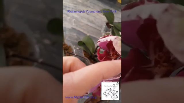 Orchidee / Orchid Phalaenopsis Younghome New York