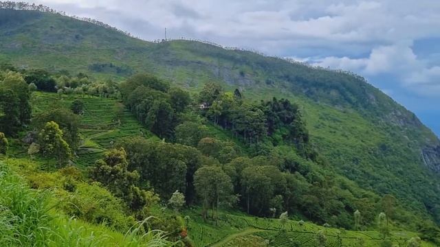 "ЧАЙНАЯ ФАБРИКА ТОМАСА ЛИПТОНА !" "КАК ДЕЛАЮТ ЧАЙ ?" СКОЛЬКО ПОЛУЧАЮТ НА ЧАЙНОЙ ПЛАНТАЦИИ ??? смотреть онлайн