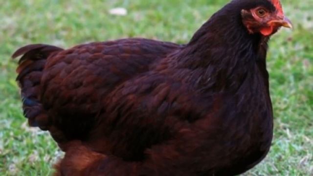 Разведение породы кур Род-Айленд как бизнес идея | Птицеводство | Куры Род-Айленд