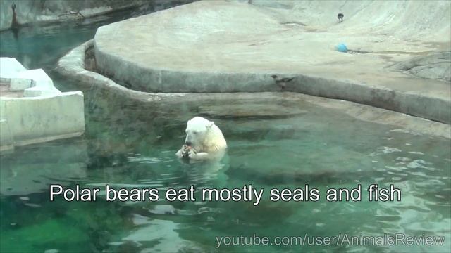 The Polar Bear - Moscow Zoo смотреть онлайн