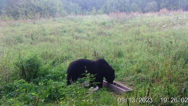 Медведь Russian Bear 11 смотреть онлайн