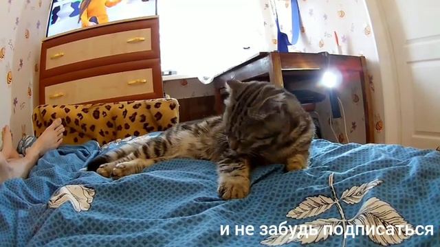 The Cat Is Very Cute Licks Wool!![очень красивый кот вылизывает свою шорстку]