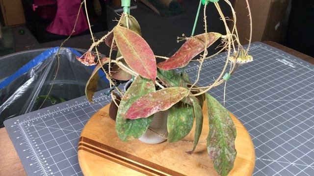 A Visit with Hoya sp. Perak Teddy Bear смотреть онлайн