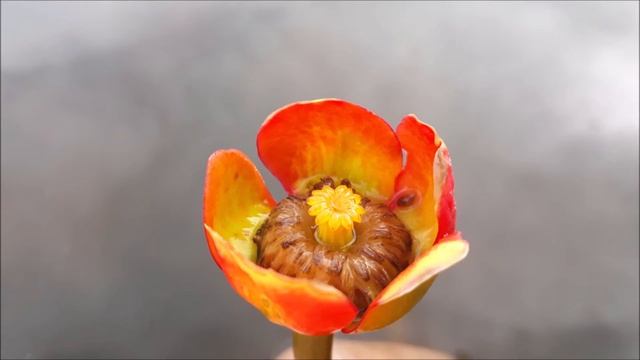 Nuphar japonica (Кубышка японская), водные растения, пруд, кубышки смотреть онлайн