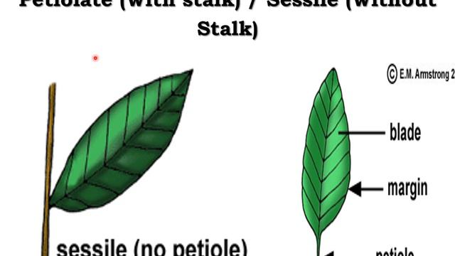 Botanical terminologies part-1 смотреть онлайн