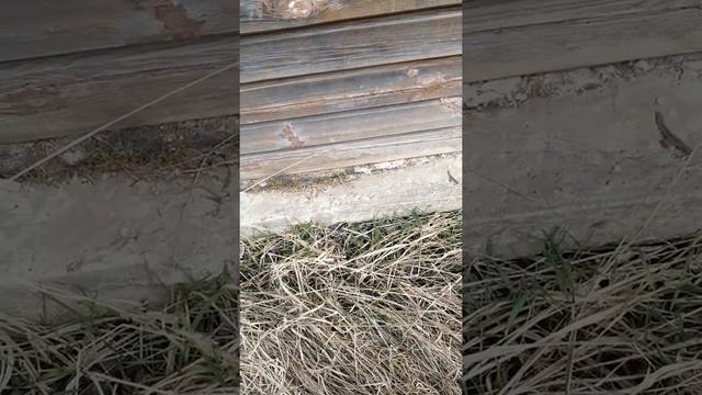 Осмотр деревянного дома смотреть онлайн