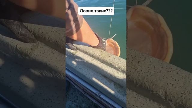 Рыбалка на сома с лодки