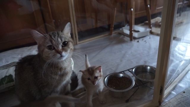 Уход за беременной кошкой смотреть онлайн