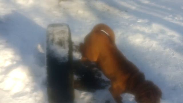 Юмор и прикол. Что умеет делать собака породы Китайский Шар-Пей 2018 What can do dog Shar Pei смотреть онлайн