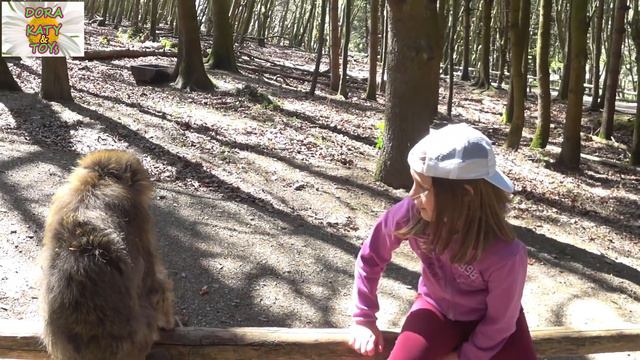 Путешествие в СТРАНУ ОБЕЗЬЯН Affenberg в Германии. Обезьяна атакует Дашу смотреть онлайн