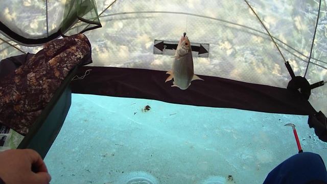 Тестируем палатку в дождь и ловим чебака. смотреть онлайн