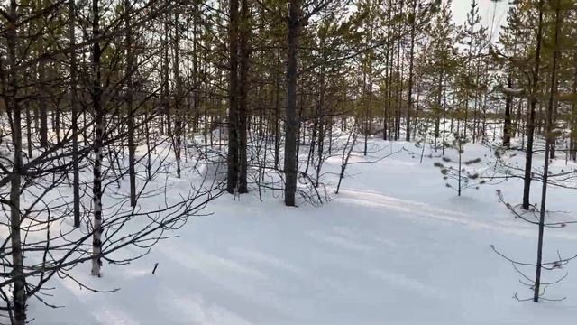 Почему мотособака 2828*500 едет по глубокому снегу 80см смотреть онлайн