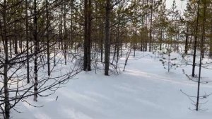 Почему мотособака 2828*500 едет по глубокому снегу 80см