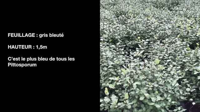 Collection de Pittosporum - Pépinières Roué смотреть онлайн