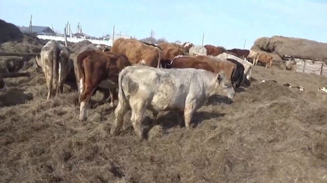 Массовый загул коров, дойка у коровы работает. смотреть онлайн