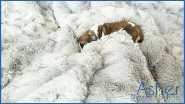 Blessed's Asher 3 days old смотреть онлайн