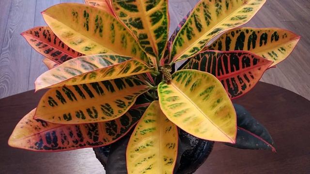 Кротон, как за ним ухаживать.