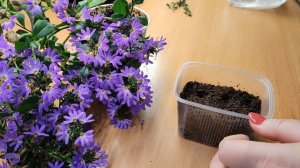 Как черенковать? показываю .Новинка - СЦЕВОЛА ампельная .Это чудо 👍❤️Получится у всех !!!