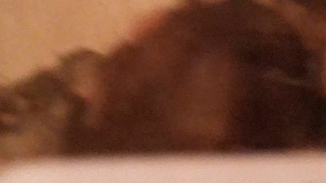 Содержание паука птицееда дома смотреть онлайн