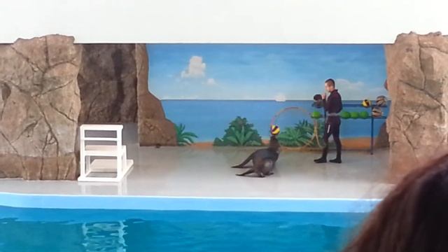 морской лев жонглирует мячом смотреть онлайн