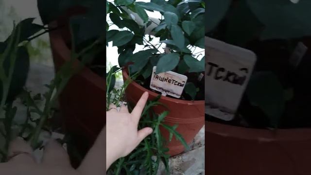 Лимонни качон копайтирса яхши смотреть онлайн