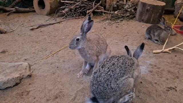 Пепельные зайцы. Джасти купается смотреть онлайн